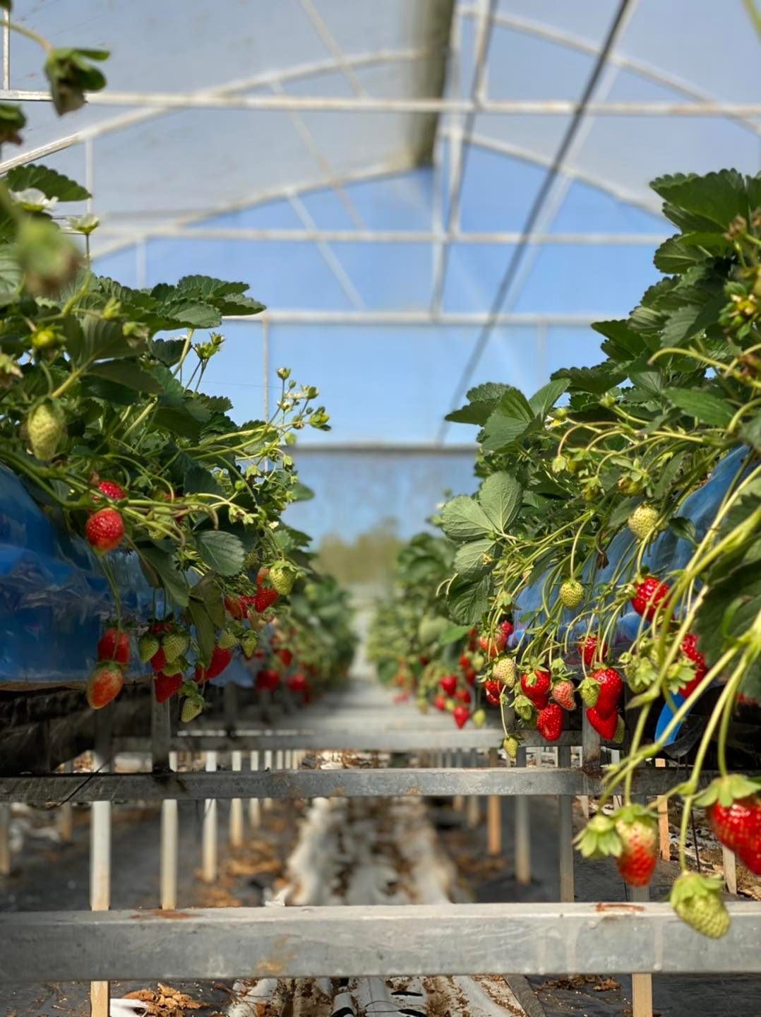 Vườn đ&acirc;u tại Berry Valley Homestay Đ&agrave; Lạt 